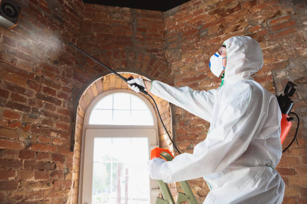 Why You Should Choose Our Mold Remediation Services in Valley Springs, CA